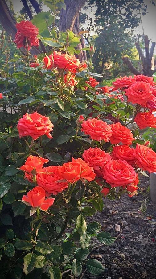Ekas Rosengarten Γκόρι Εξωτερικό φωτογραφία