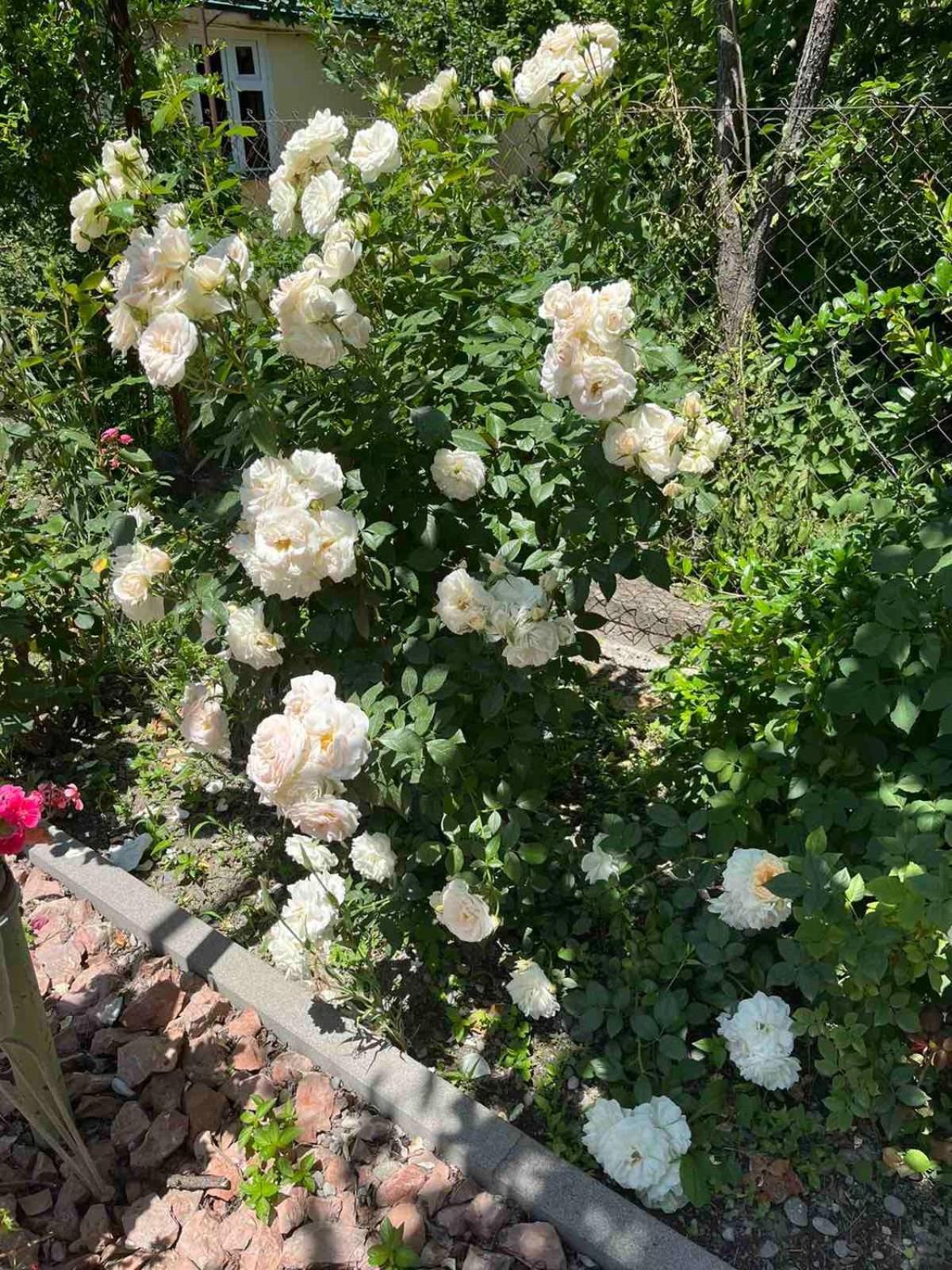 Ekas Rosengarten Γκόρι Εξωτερικό φωτογραφία