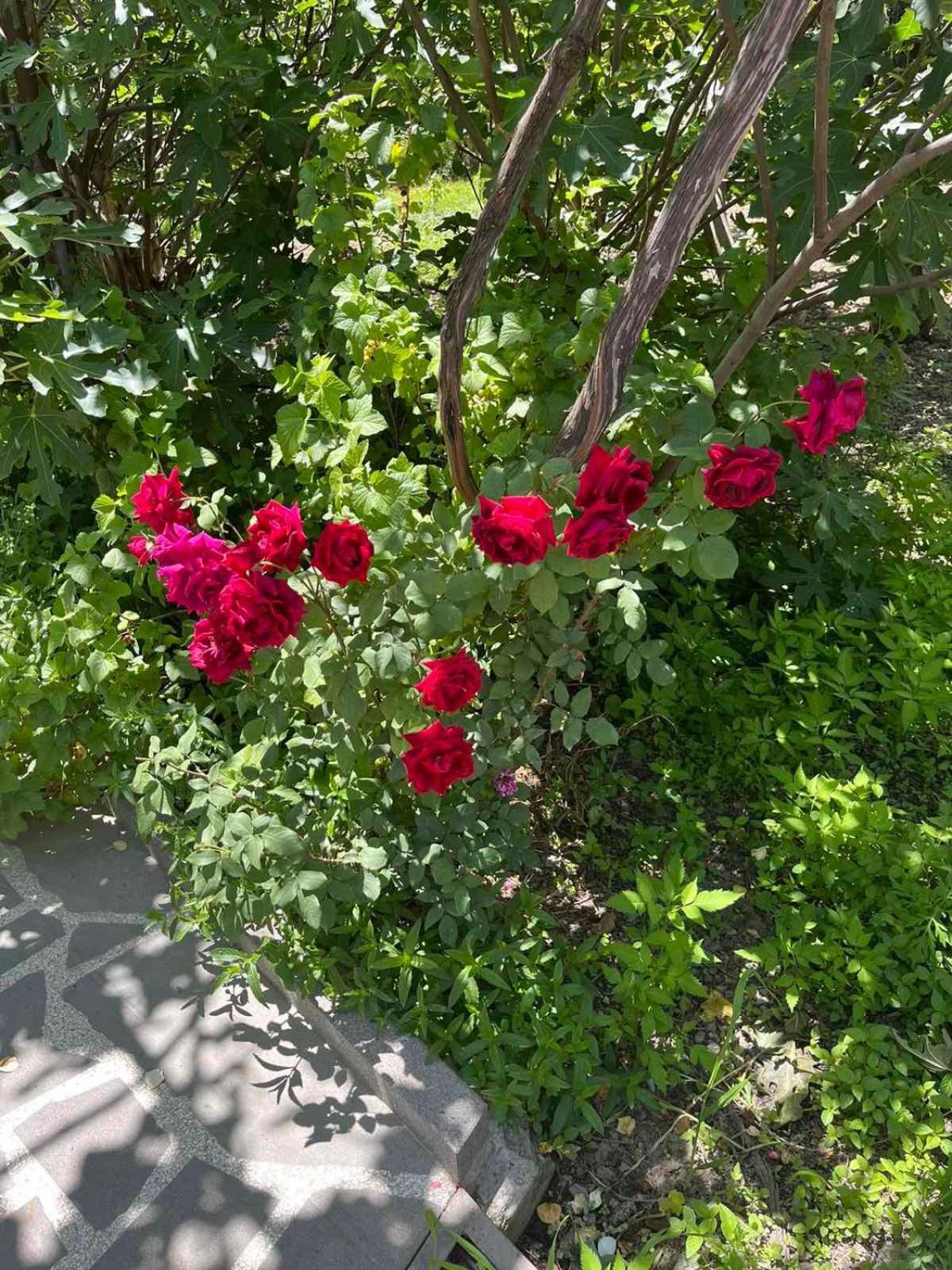 Ekas Rosengarten Γκόρι Εξωτερικό φωτογραφία