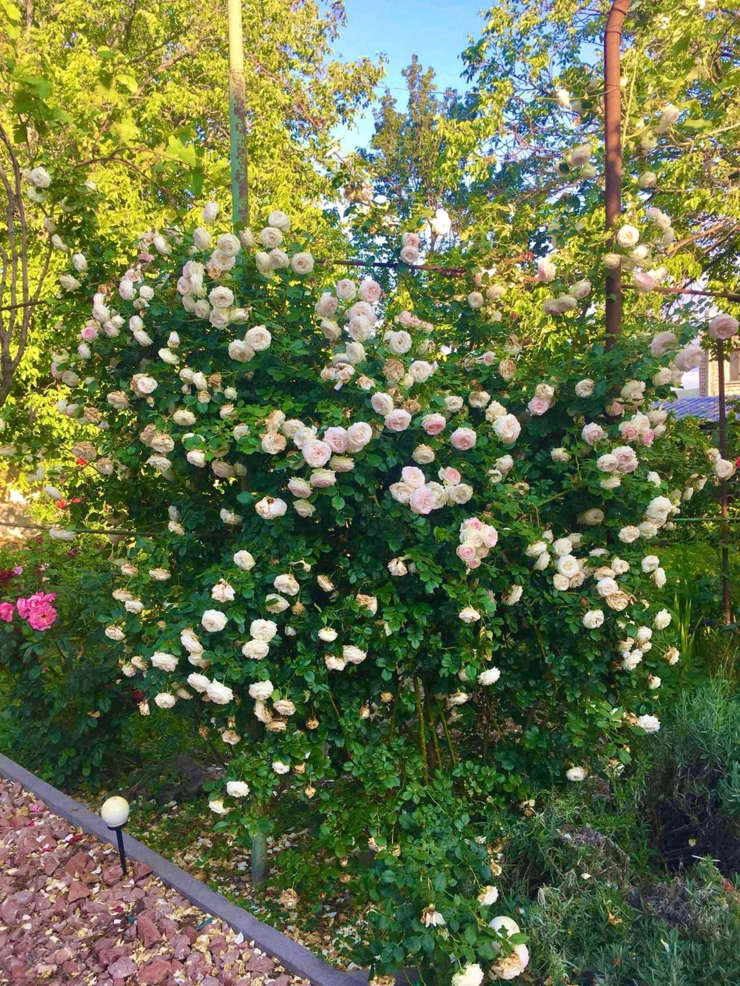 Ekas Rosengarten Γκόρι Εξωτερικό φωτογραφία