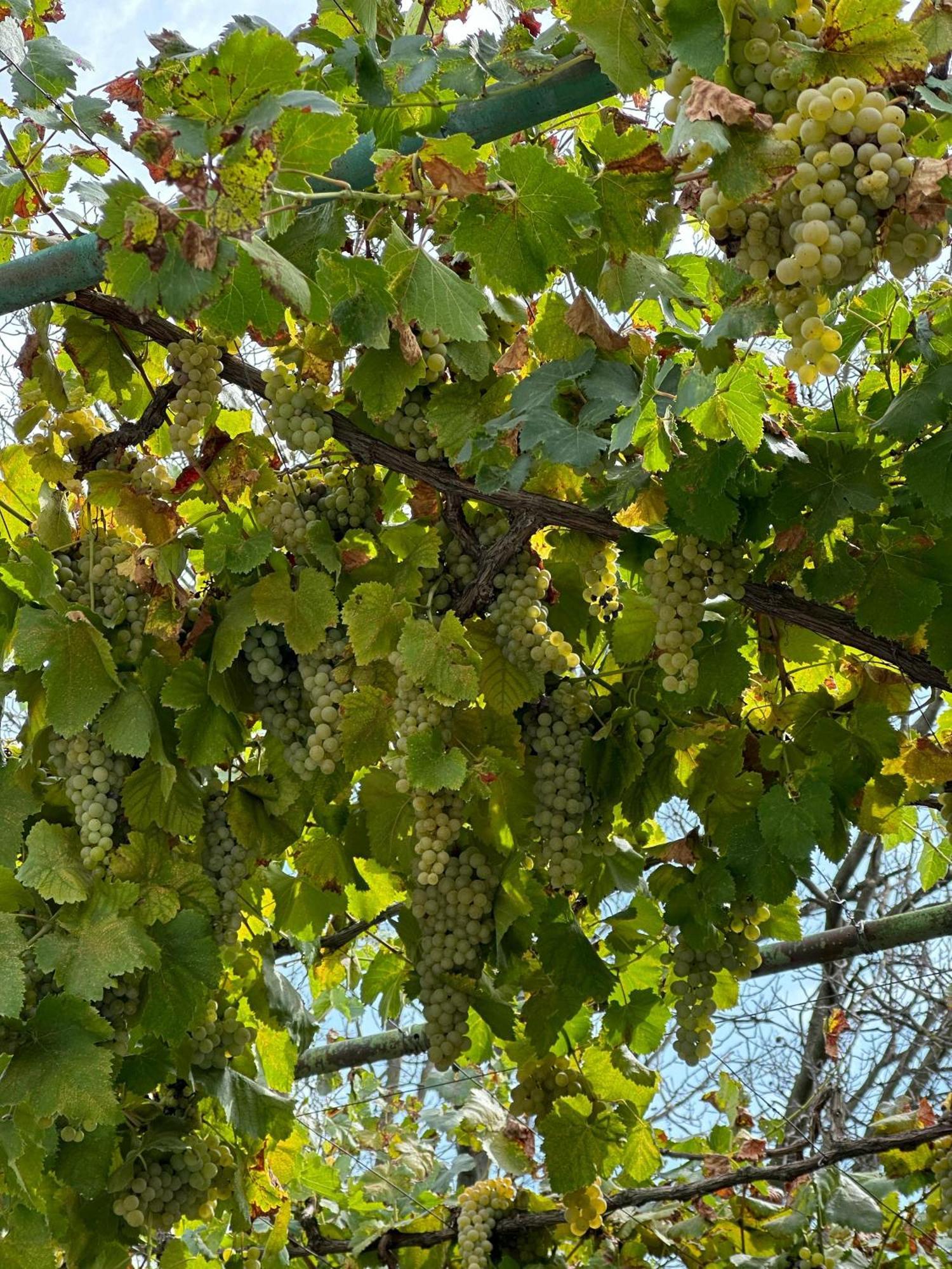Ekas Rosengarten Γκόρι Εξωτερικό φωτογραφία